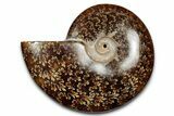 Polished Ammonite (Cleoniceras) Fossil - Madagascar #344311-1